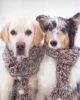 犬が寒さに強いって本当？犬種別の耐性と愛犬の防寒のためにできること