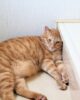 【愛玩動物飼養管理士監修】残暑も油断は禁物！愛猫を熱中症から守る対策のポイント