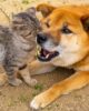 【愛玩動物飼養管理士監修】共生社会への大きな課題・・・「動物が嫌い」という人達に対する理解